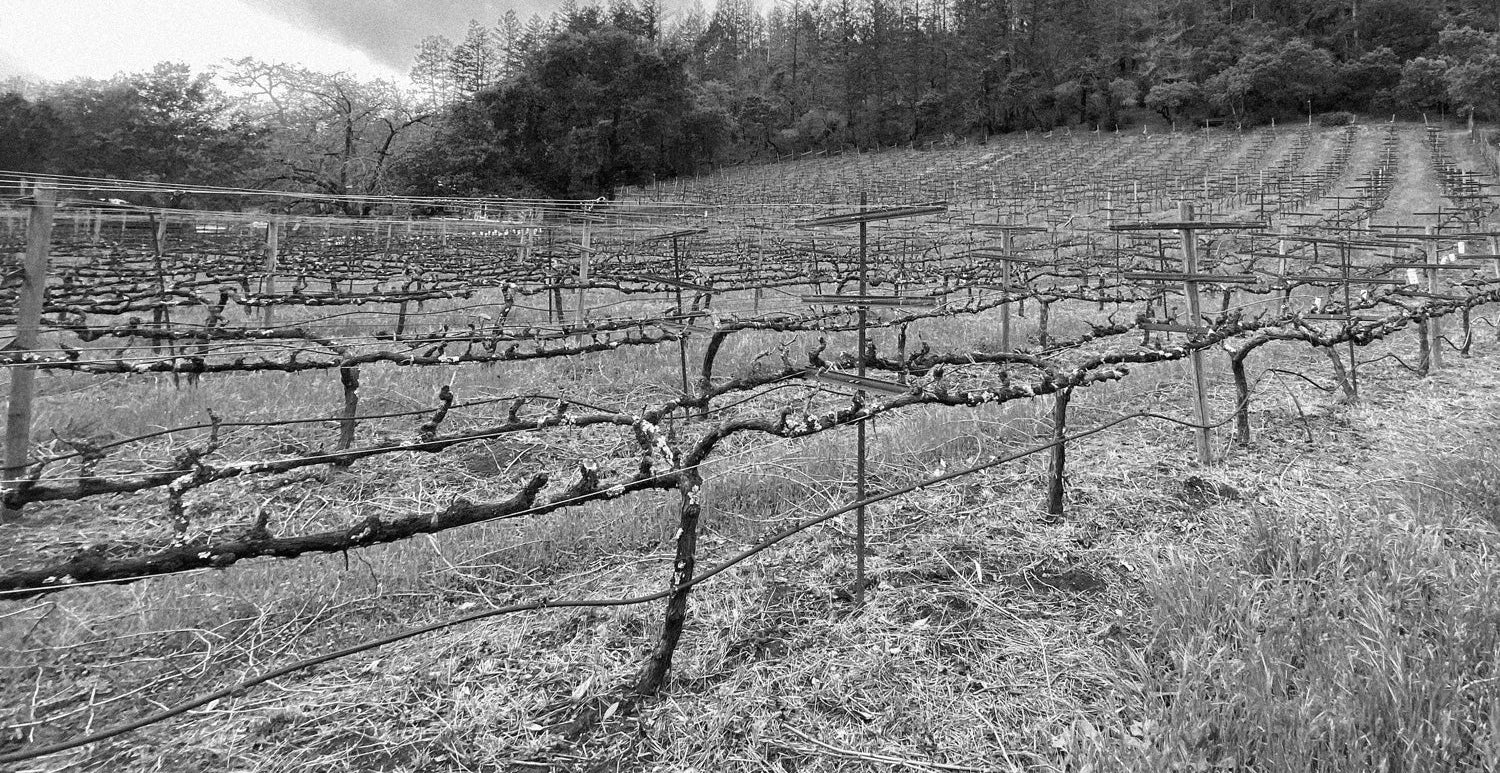 Vineyard with irrigation