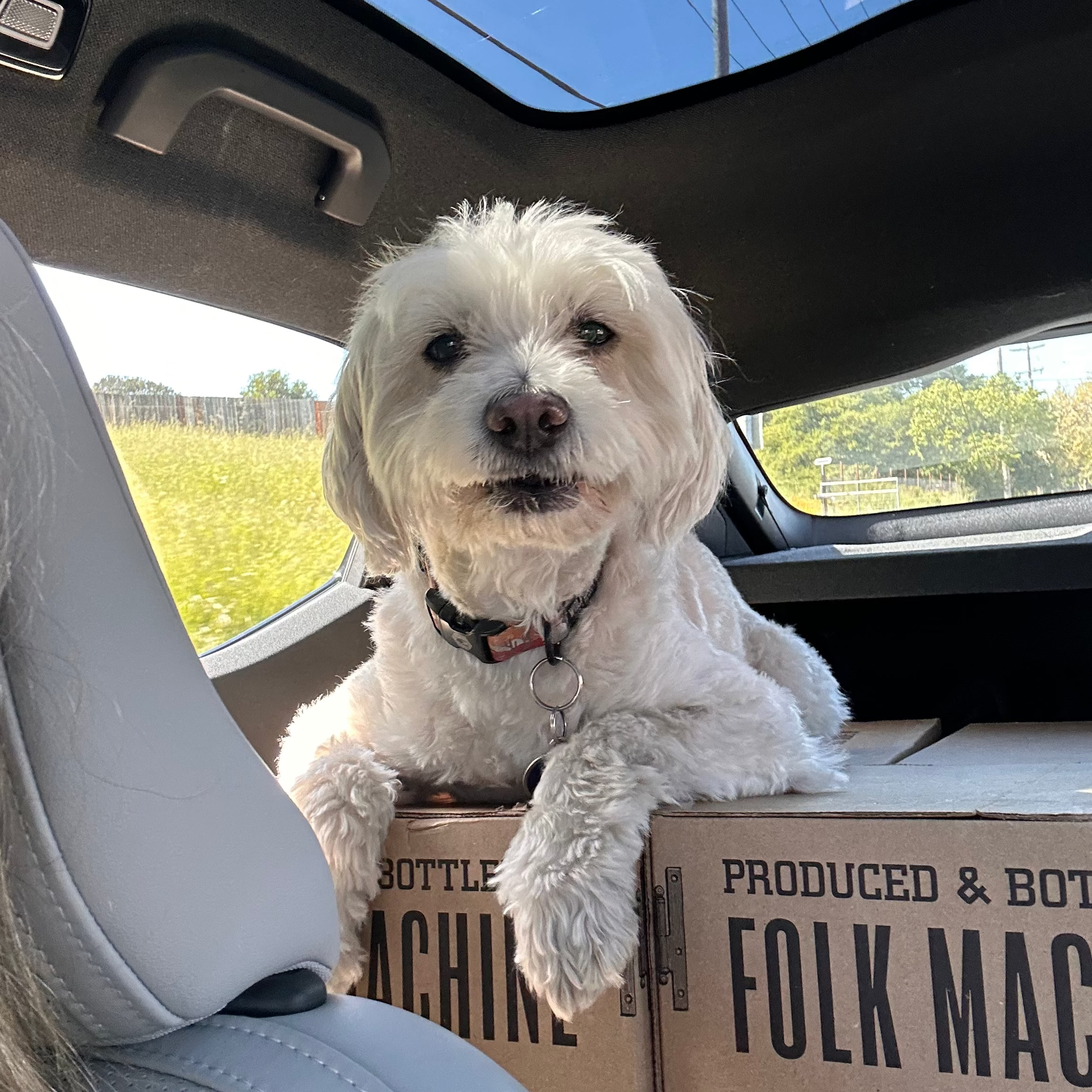 White dog sitting in a car with cardboard boxes labeled 'Bottle Machine' and 'Folk Mac'.